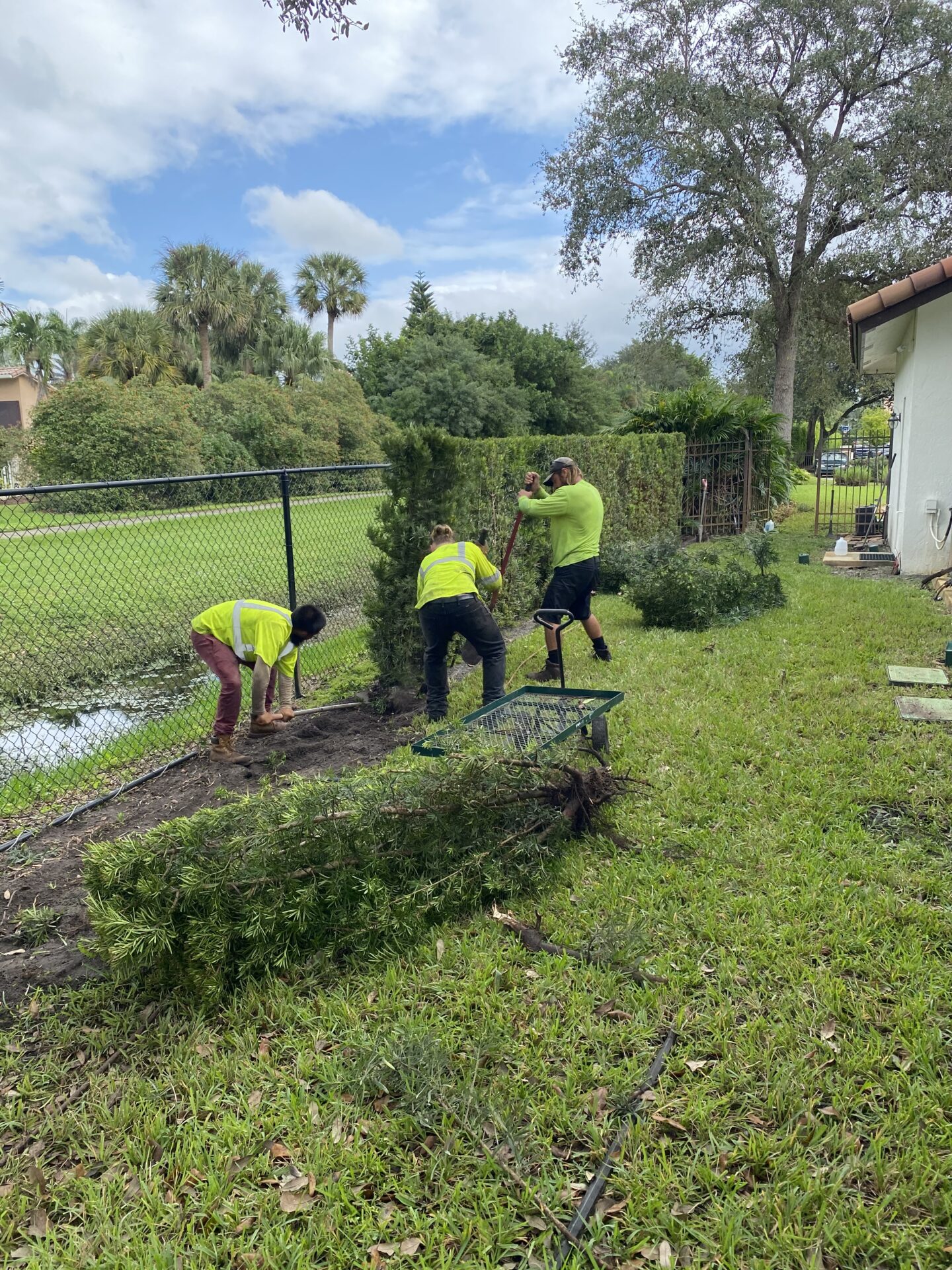 Three men in yellow vests trimming a hedge, focused on their task in a well-maintained garden area.