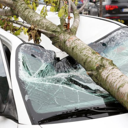 A broken tree branch rests on a shattered car windshield, illustrating the aftermath of a storm or accident.