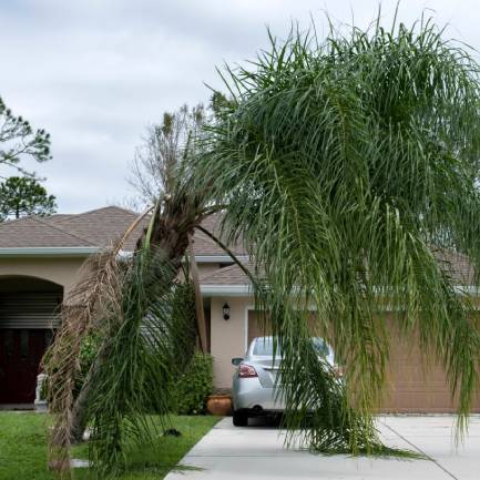 An uprooted tree lies in front of a house, showcasing the impact of a recent storm or natural disaster.